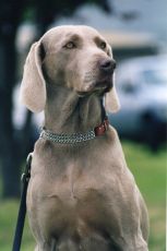 1st Place Annual Gundog Working Test