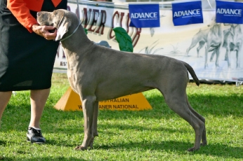 Tally at Weimaraner National